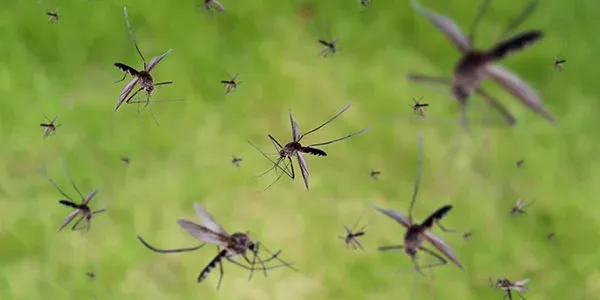 Mosquitoes
