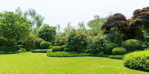 Shrubs